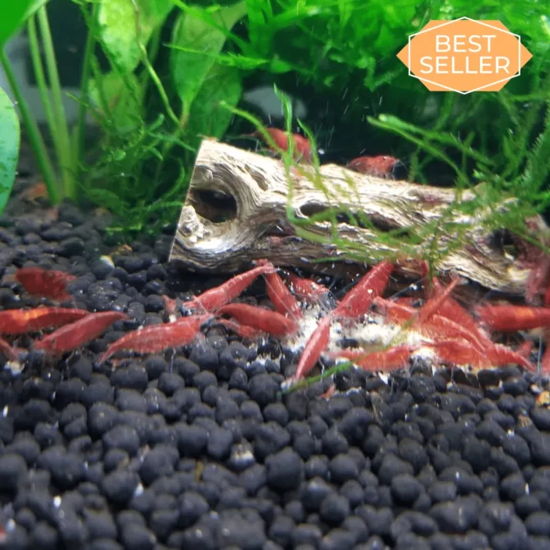 10 Red Cherry Shrimp