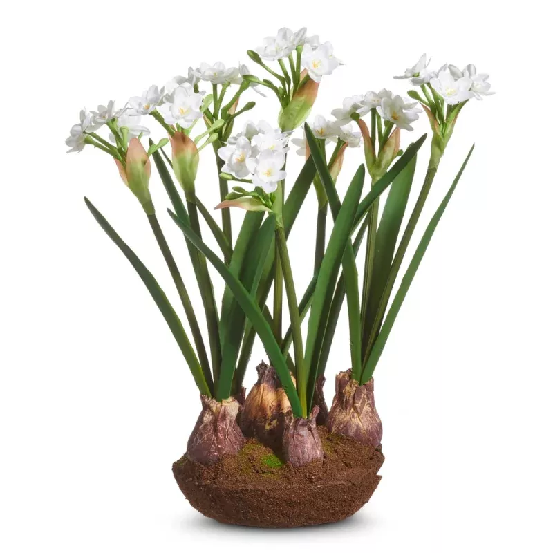 15 Narcissus Drop In