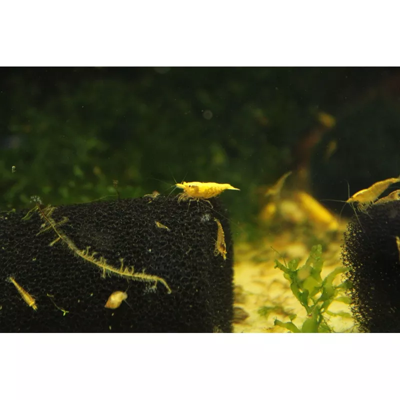 24k Goldback Yellow Neocaradina Shrimp