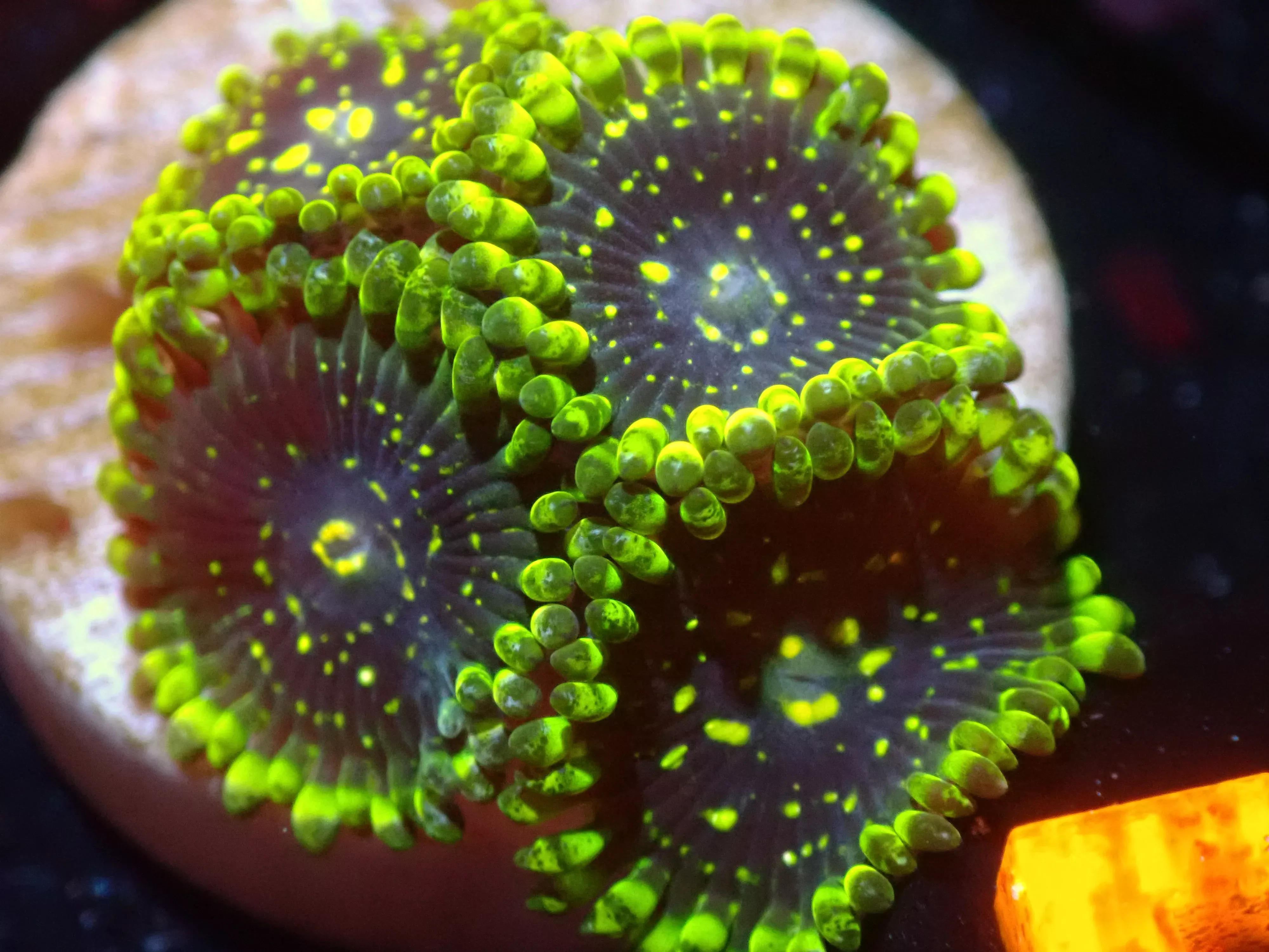 7/3/24 CSC Exosphere Zoas ended