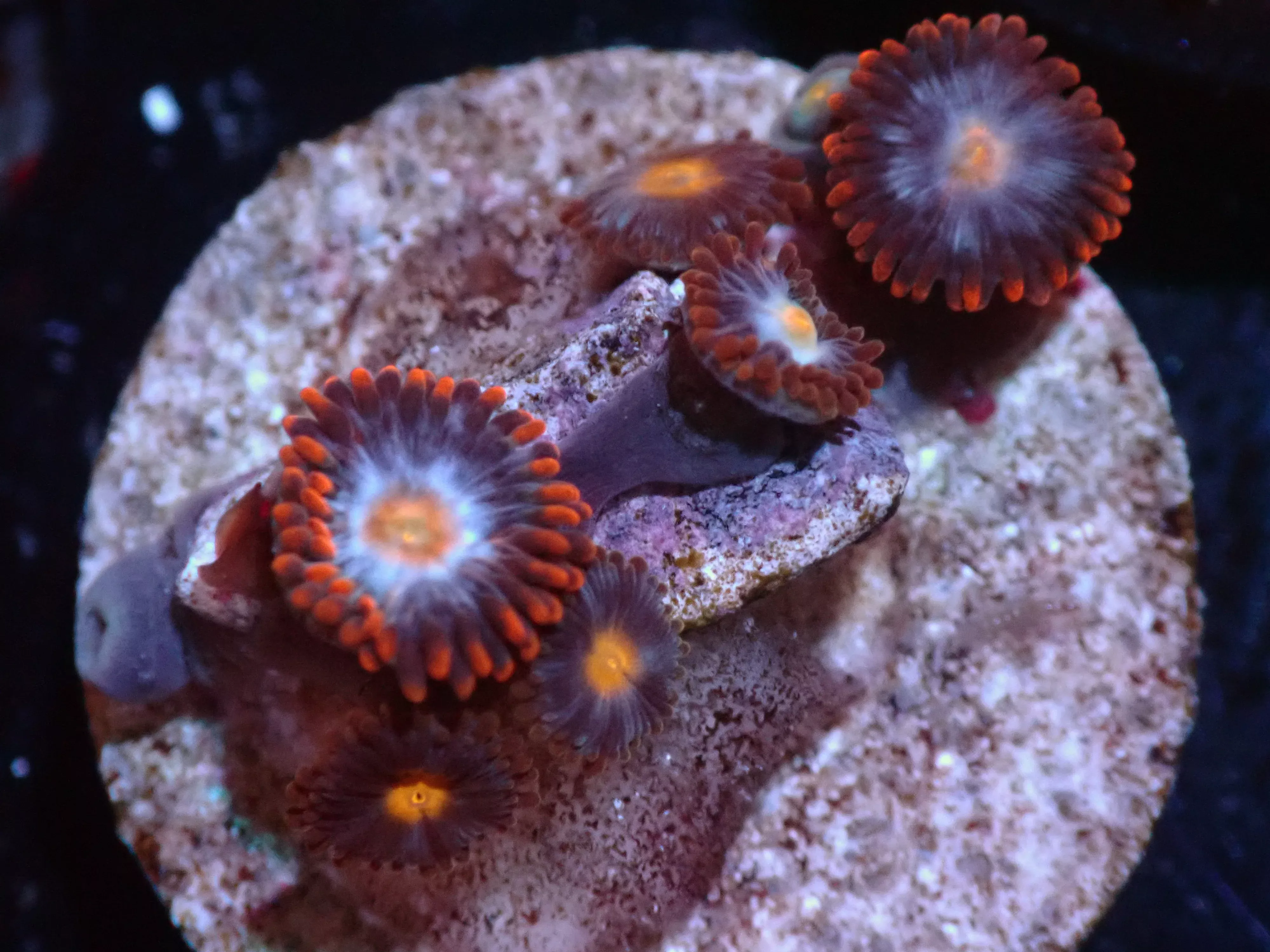 7/3/24 CSC Fire & Ice Zoas ended
