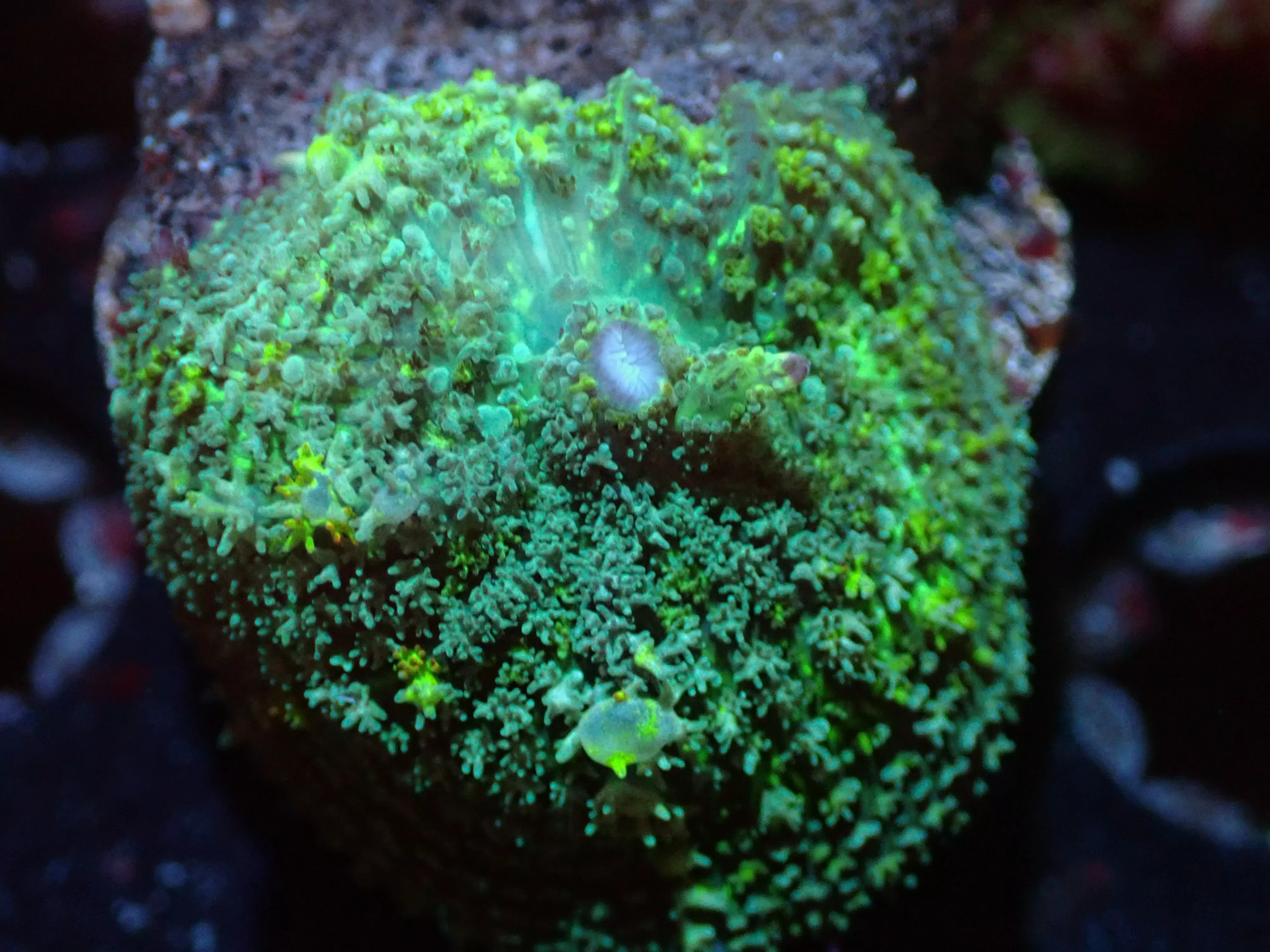 7/3/24 CSC Green Bounce Mushroom ended