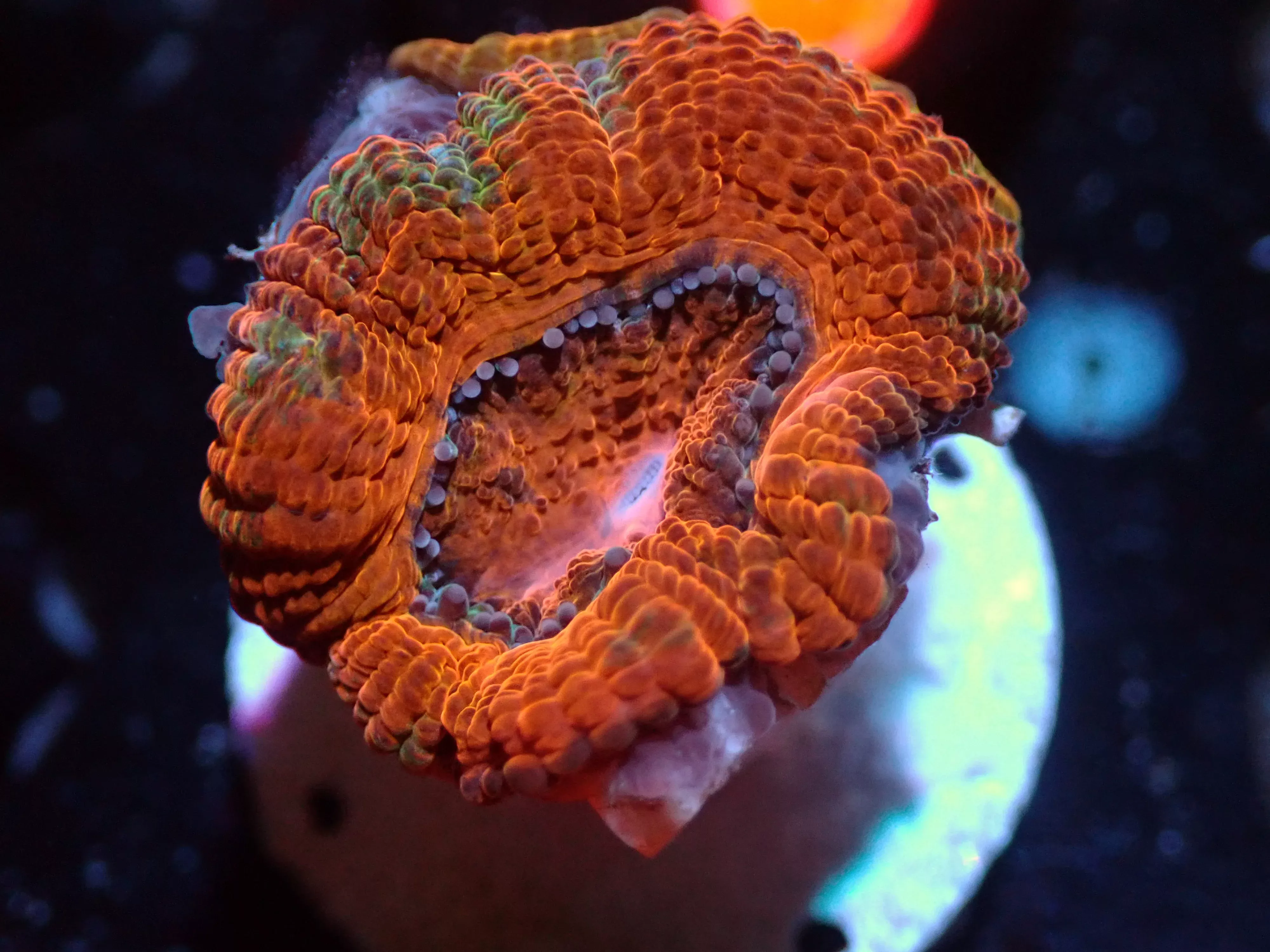 7/3/24 CSC Orange/Green Acan ended