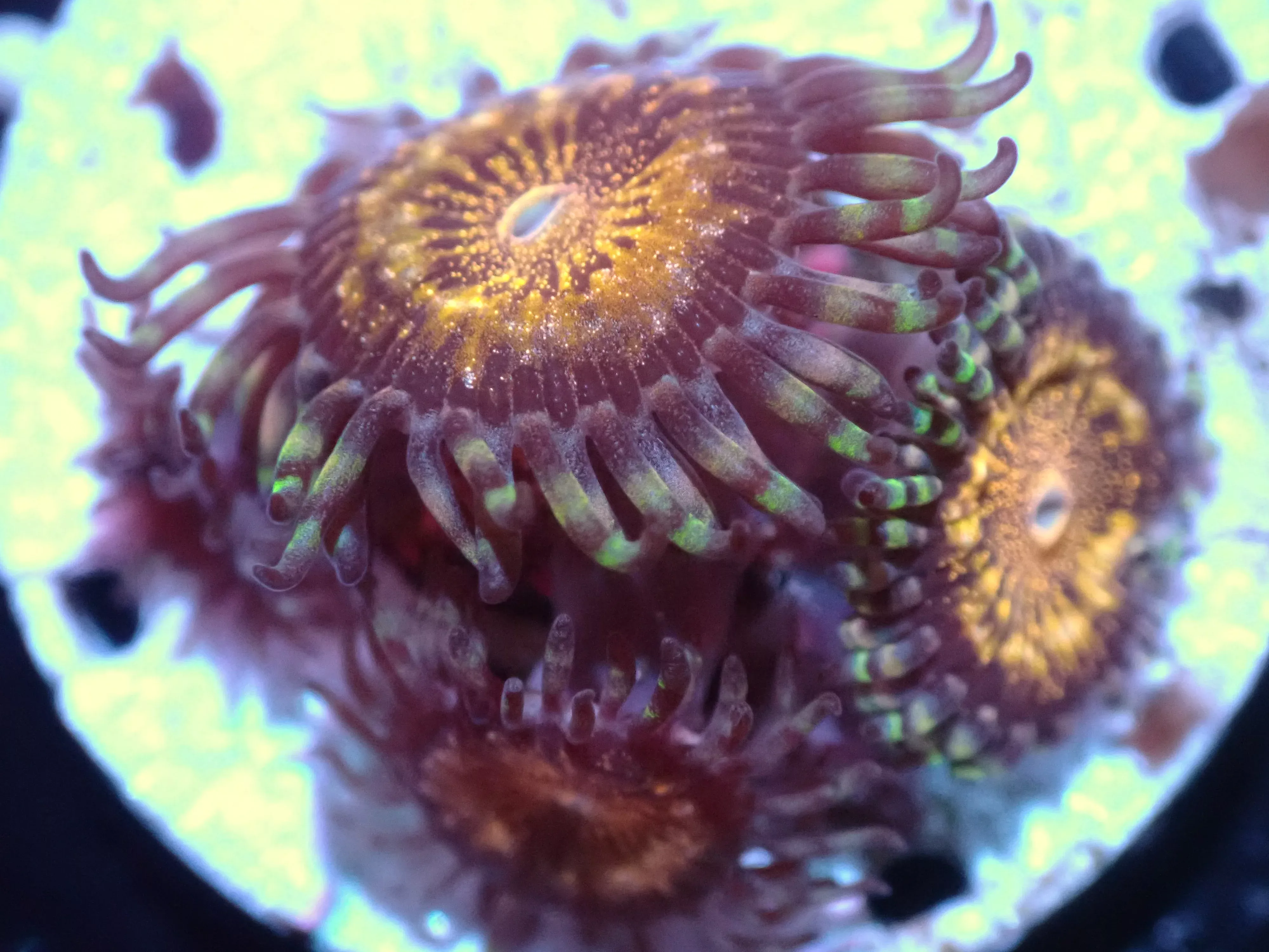 7/3/24 CSC Pandora Zoas ended