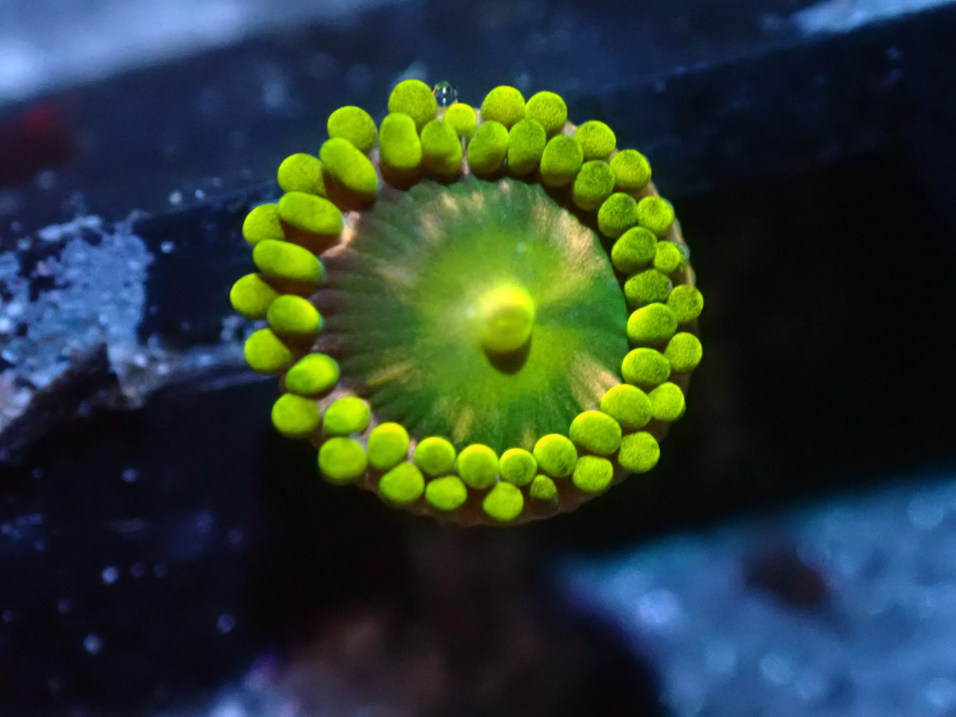 7/3/24 CSC Pink Minefield Zoa ended