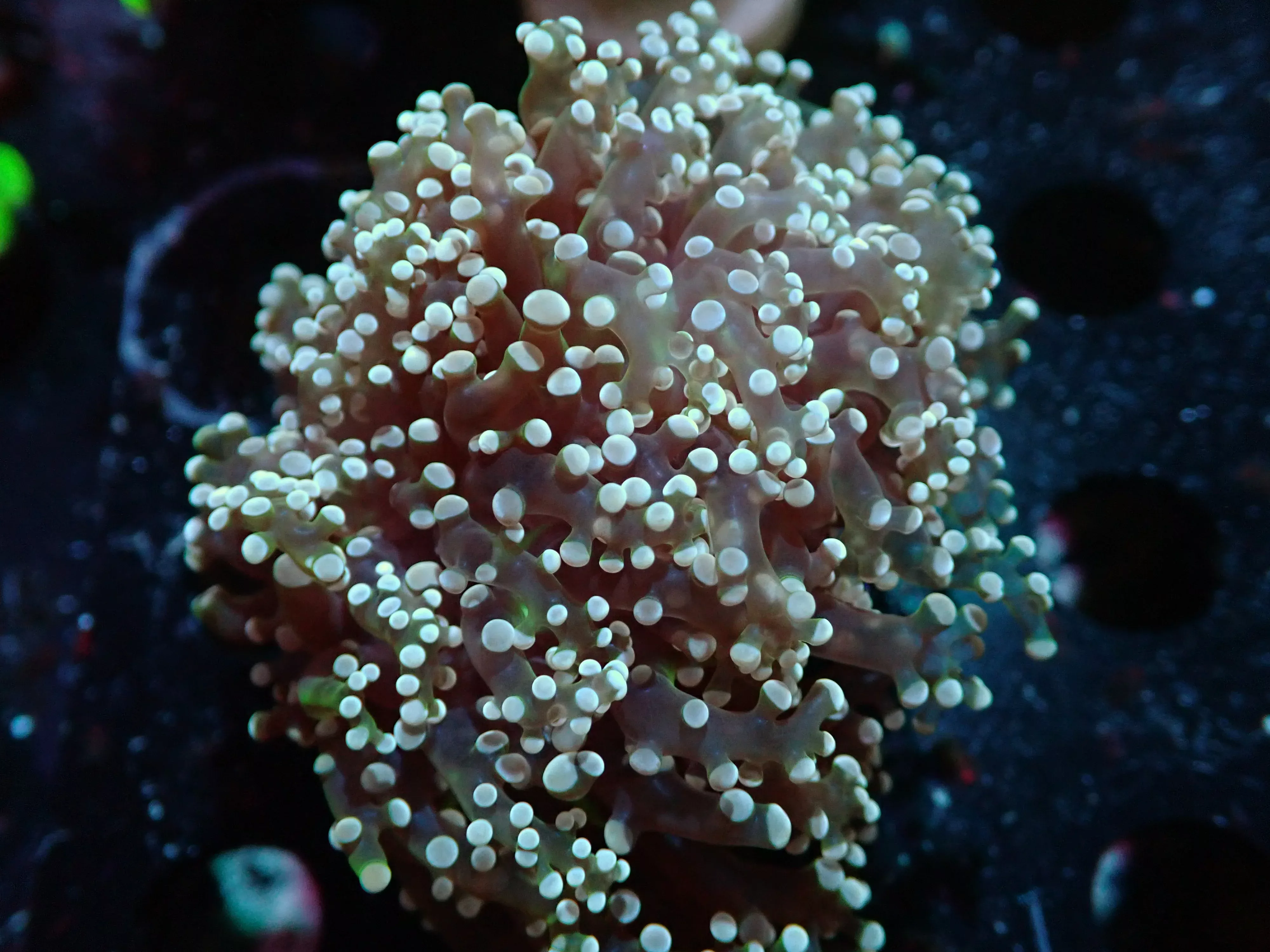 7/3/24 CSC Pink Octospawn ended