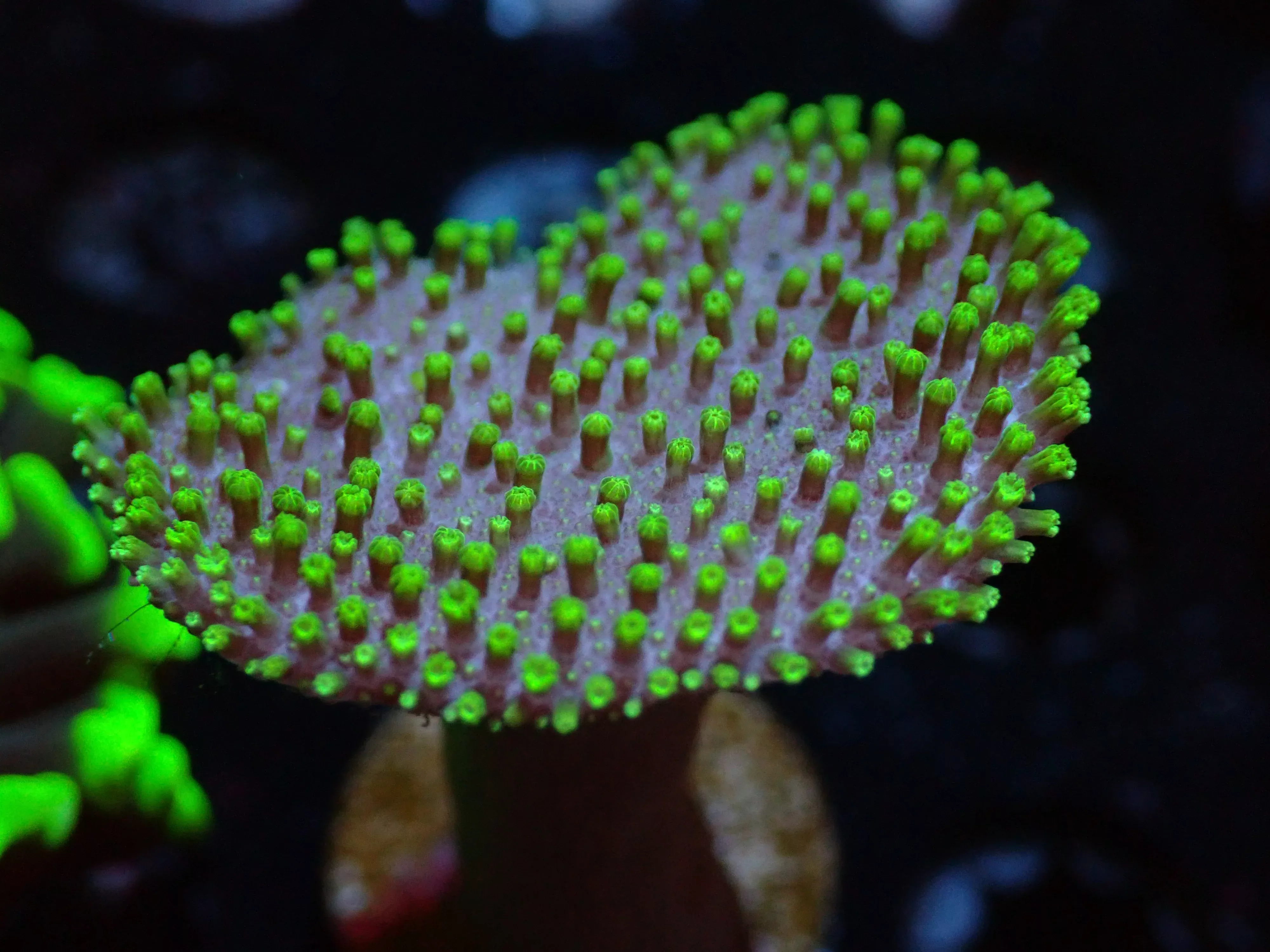 7/3/24 CSC Purple Base Green Polyp Toadstool ended