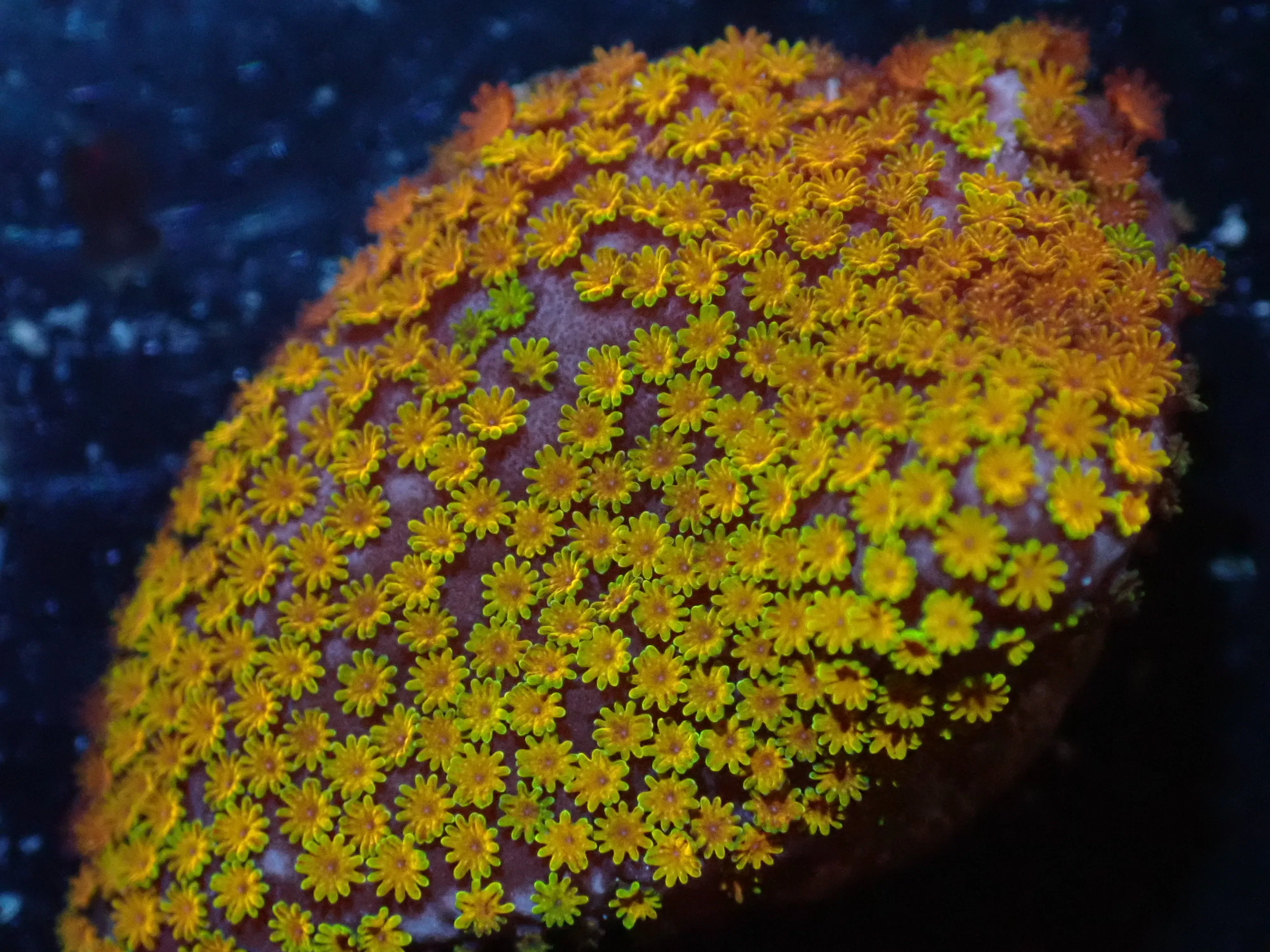 7/3/24 CSC Rainbow Montipora ended