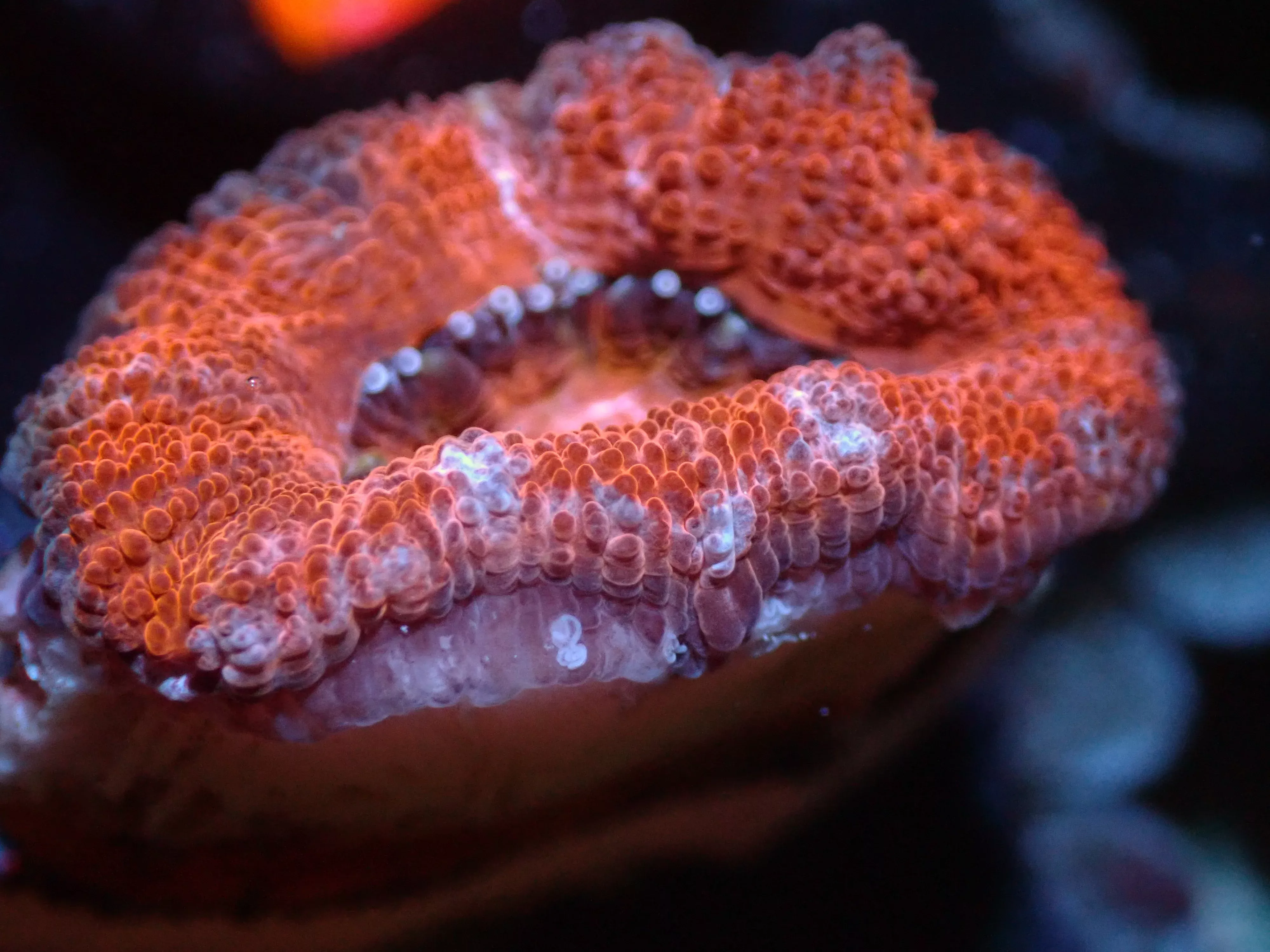 7/3/24 CSC Red Acan ended