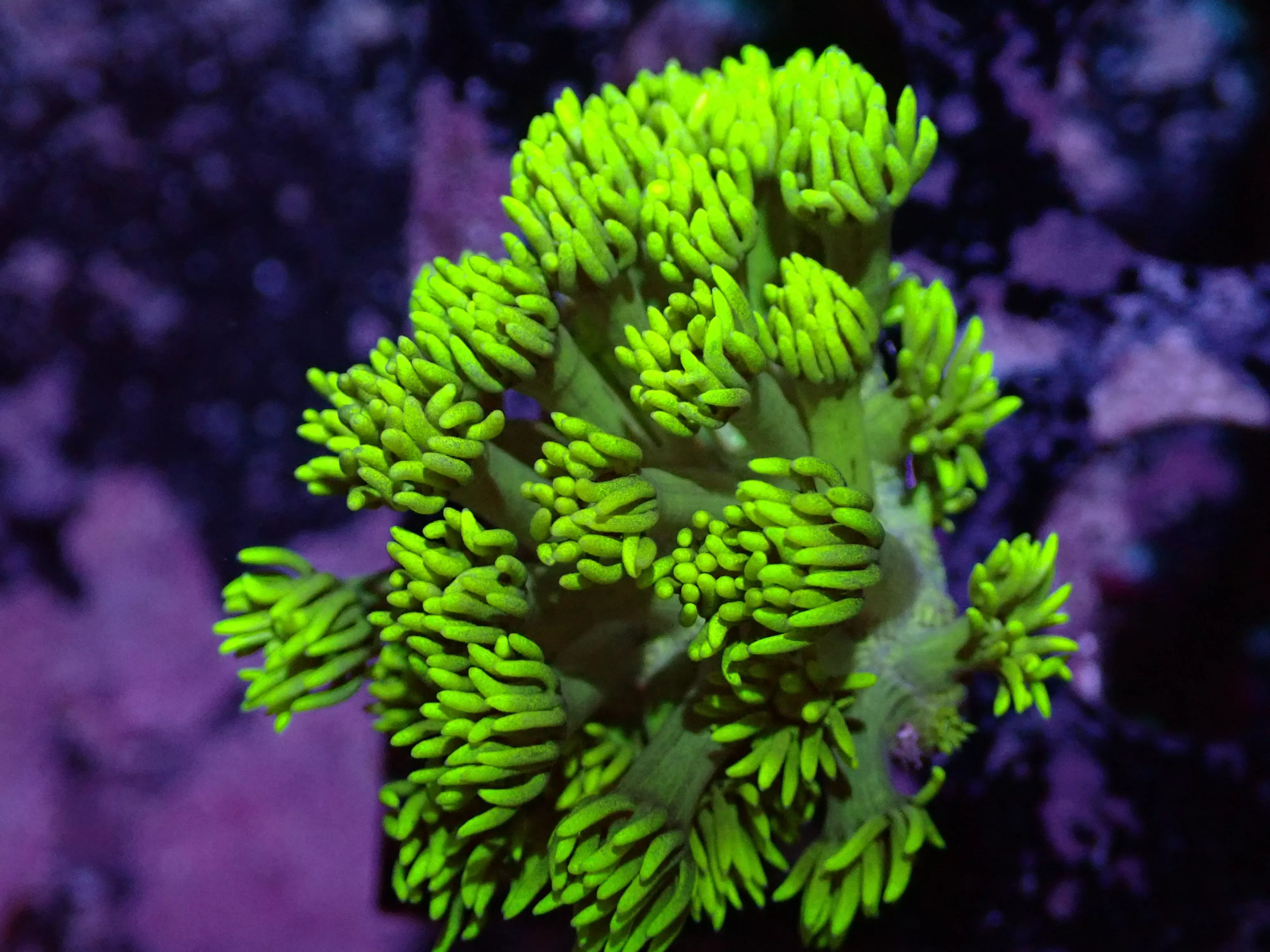 7/3/24 DHC Yellow Goniopora ended