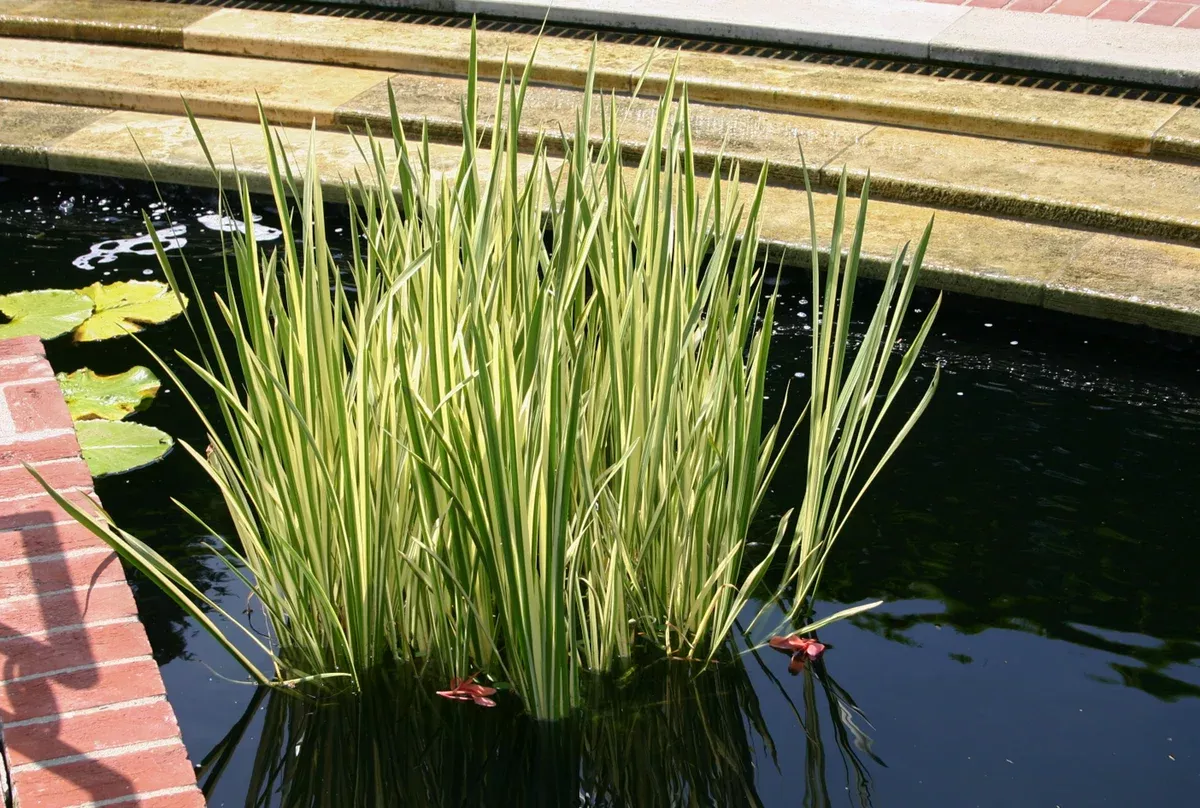 Acorus Calamus ‘Variegatus’ (Variegated Sweetflag)