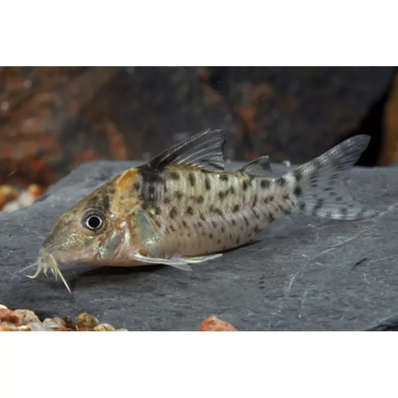 Agassizi Corydoras