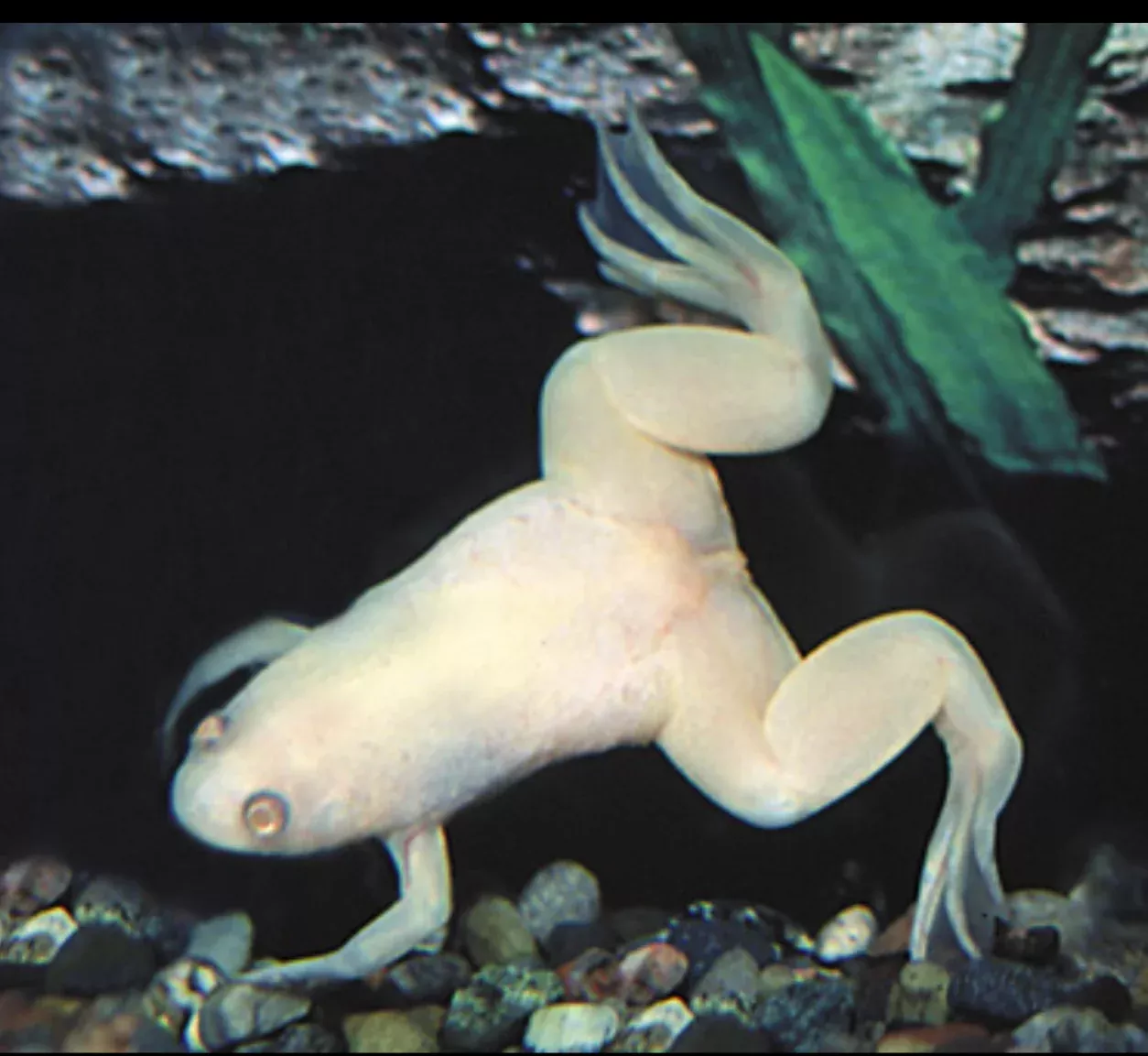 Albino African Clawed Frog