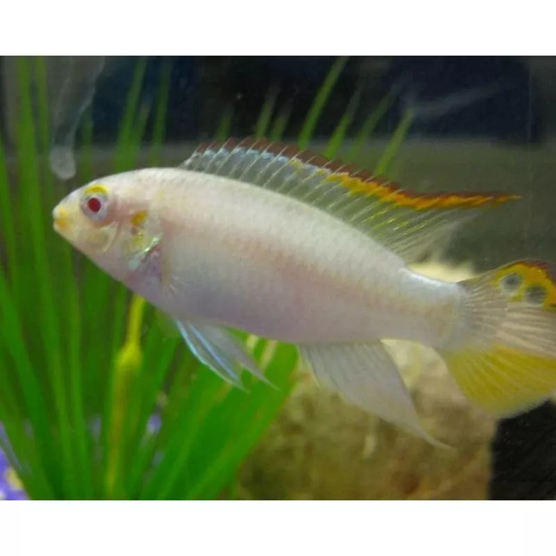 Albino Kribensis