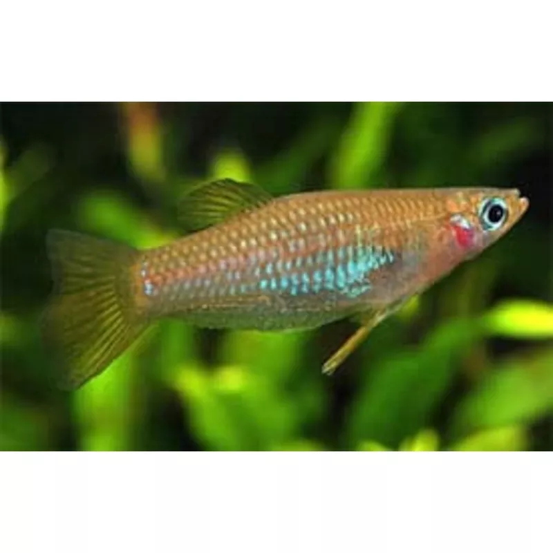 Alfaro cultratus