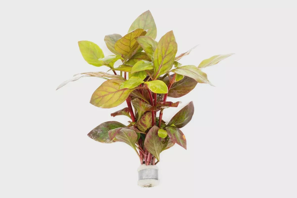 Alternanthera Red Broad Leaf — Bunch