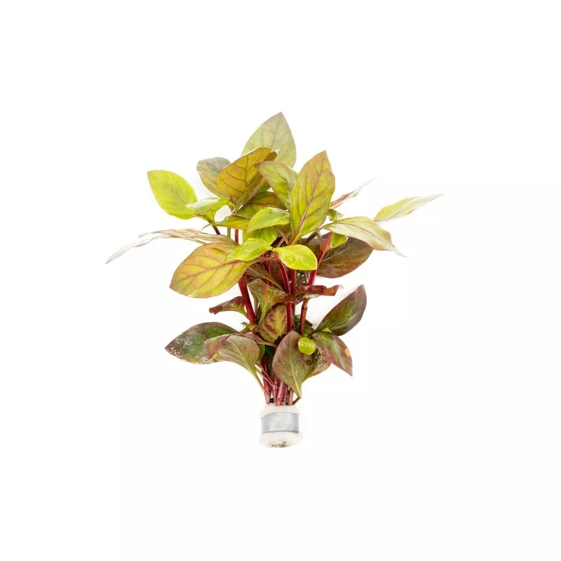 Alternanthera Red Broad Leaf