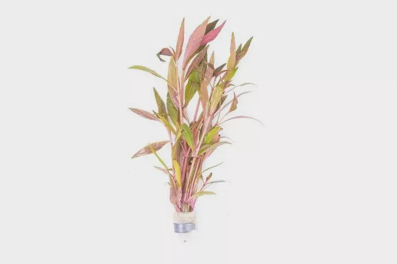 Alternanthera Reineckii Rosaefolia — Bunch