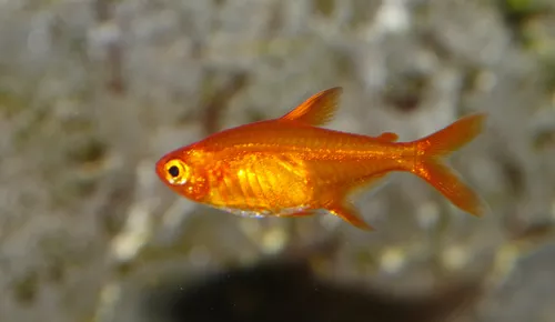 * Amanda Ember Tetra *PLEASE CONTACT FOR AVAILABILITY BEFORE ORDERING *LOCAL ONLY, NO OUT OF STATE SHIPPING