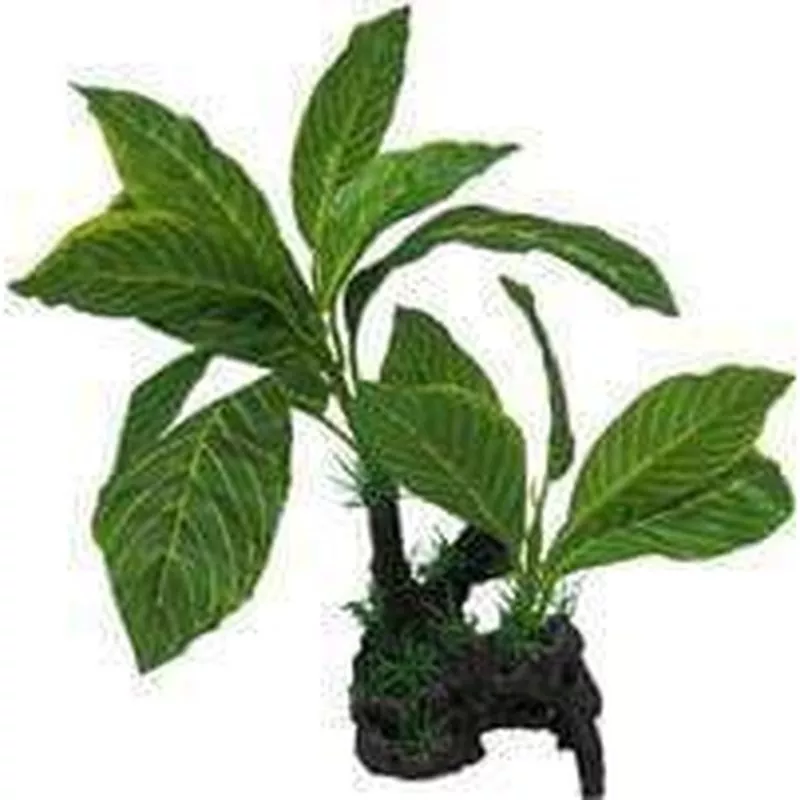 Amazon Jungle Giant Lemon Tree