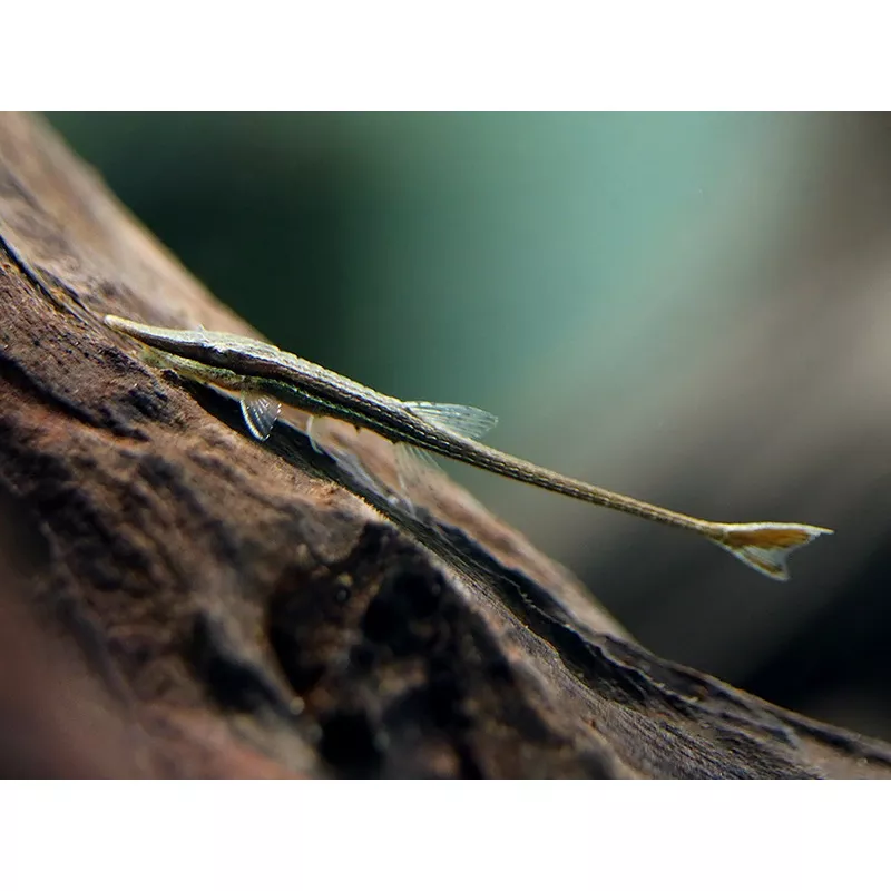 Amazon Whiptail Catfish (Farlowella amazonum) – Tank Bred