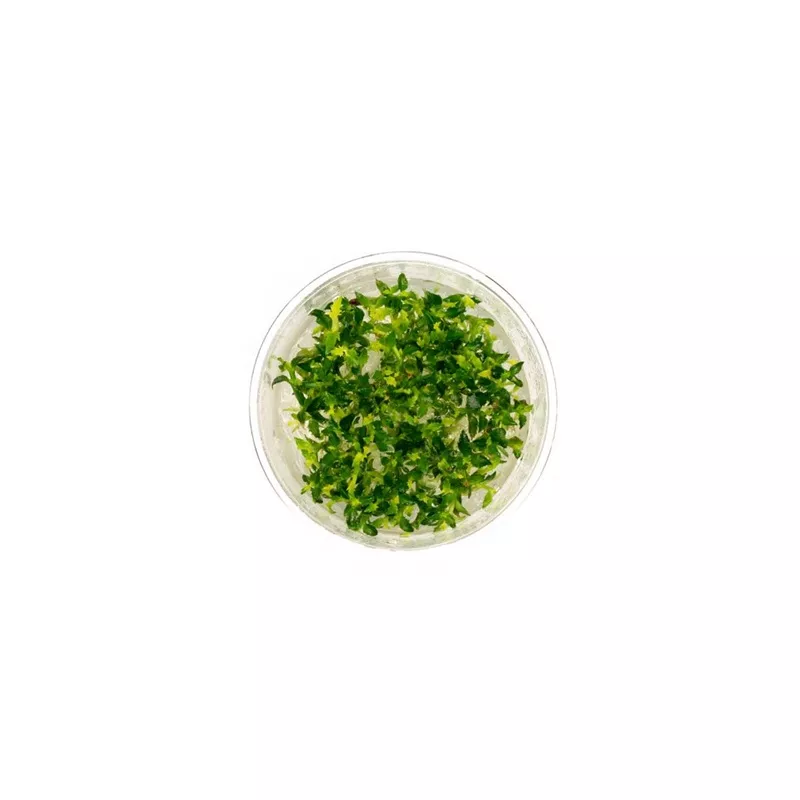 Ammannia Towuti UNS Tissue Culture