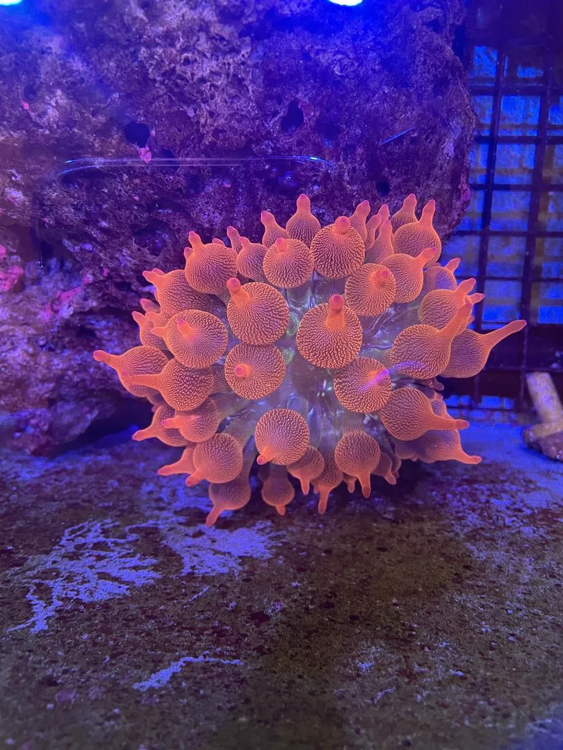 Anemone – Rose Bubble