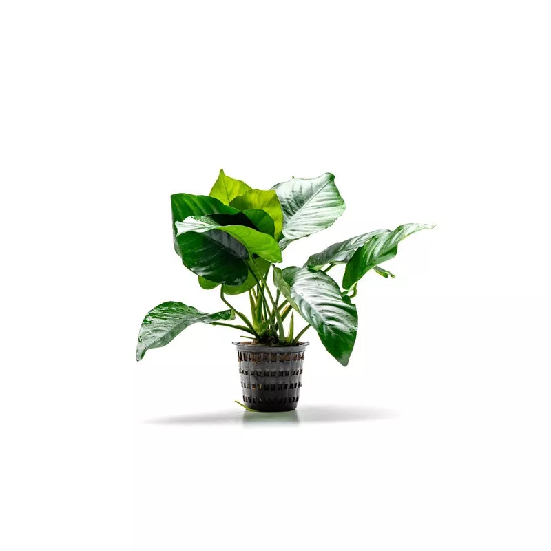 Anubias Barteri Broad Leaf Mother Pot