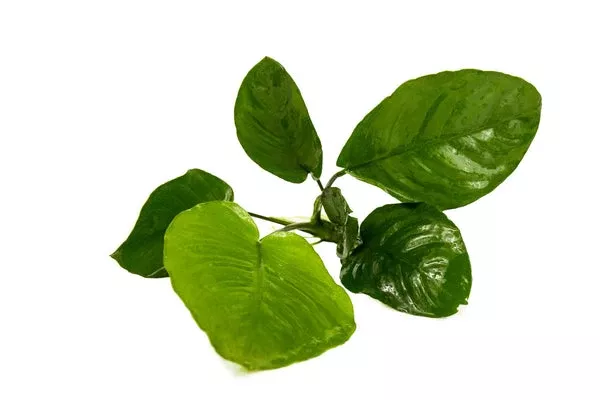 Anubias Barteri Broad Leaf