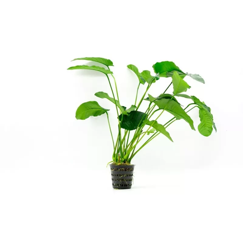 Anubias Barteri Mother Pot