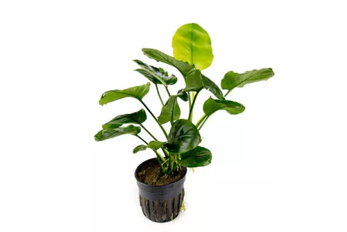 Anubias Barteri Round 'Golden Coin' *PLEASE CONTACT FOR AVAILABILITY BEFORE ORDERING