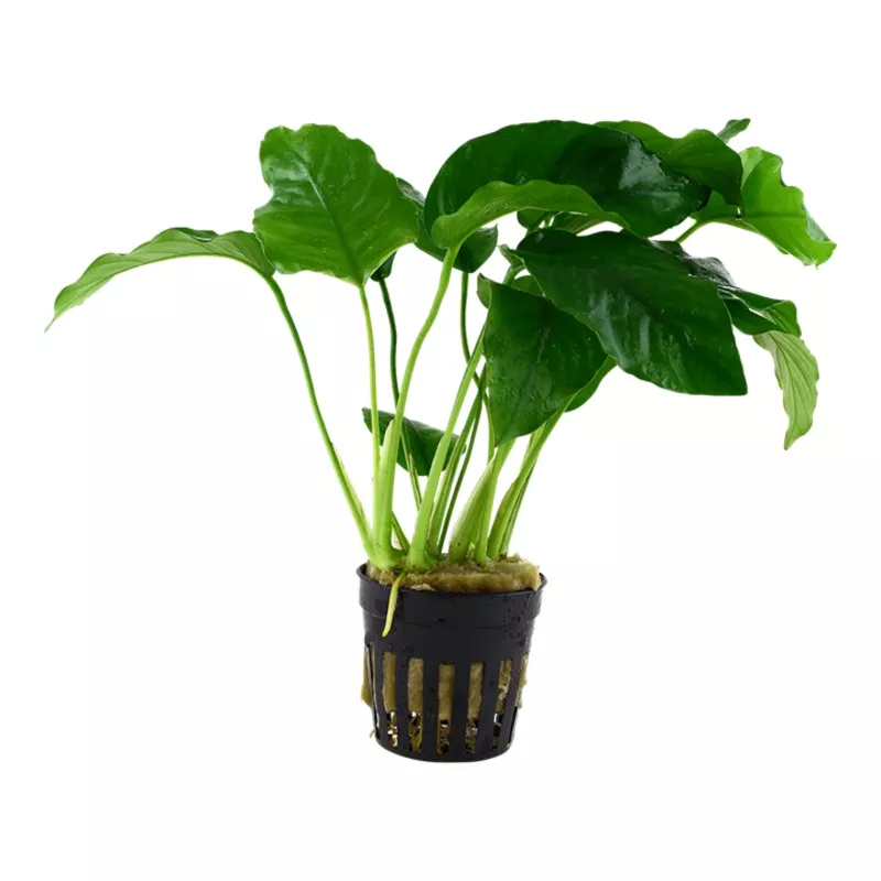 Anubias barteri var Barteri – Tropica