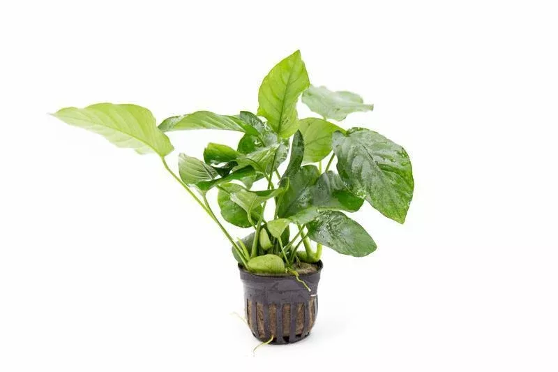 Anubias Barteri Var ‘Nana’ Bonsai