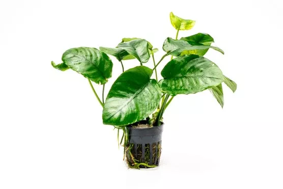 Anubias Barteri ‘Wrinkle Leaf’