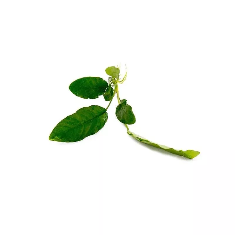 Anubias Broadleaf