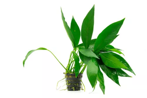 Anubias Congensis Mother Pot *PLEASE CONTACT FOR AVAILABILITY BEFORE ORDERING