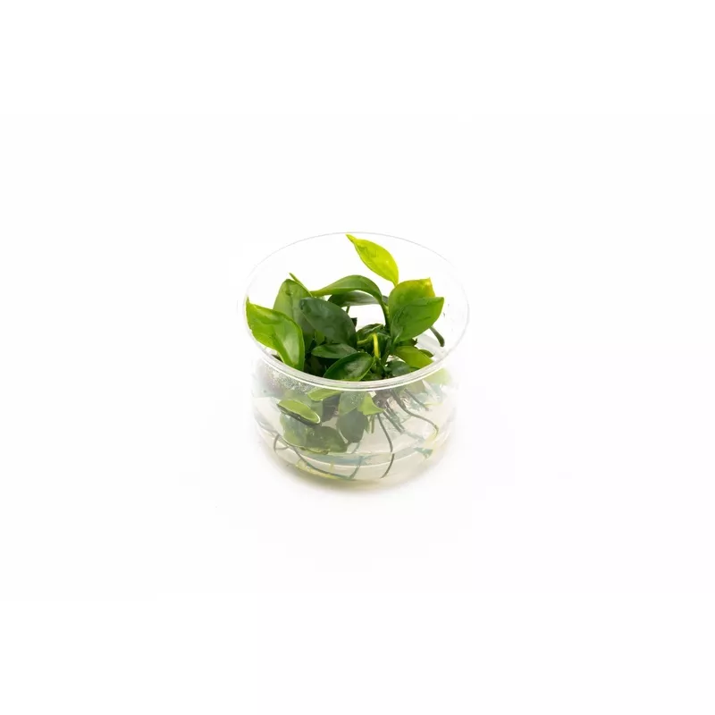 Anubias Gabon Tissue Culture