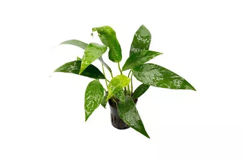 Anubias Lanceolata *PLEASE CONTACT FOR AVAILABILITY BEFORE ORDERING