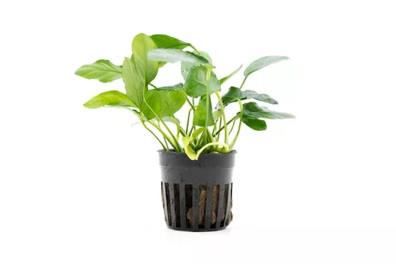 Anubias Nana Paxing