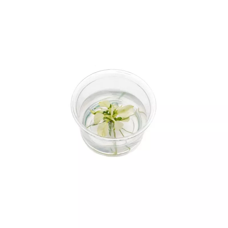 Anubias Nana Pinto – Tissue Culture