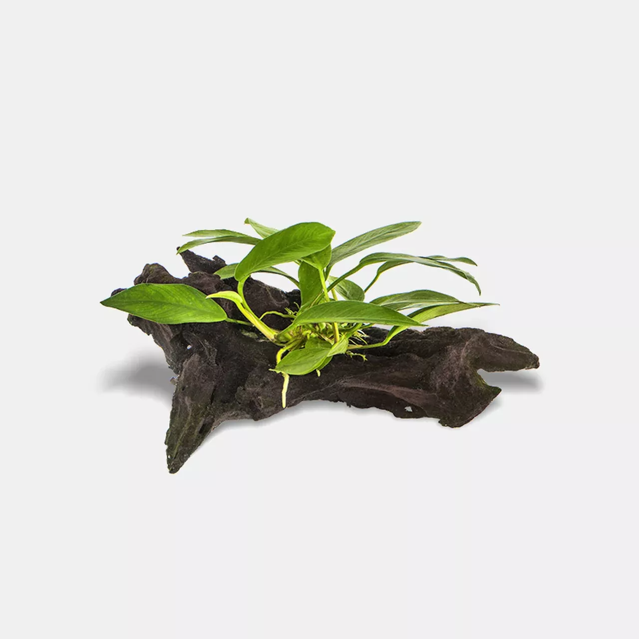 Anubias on Driftwood – Small