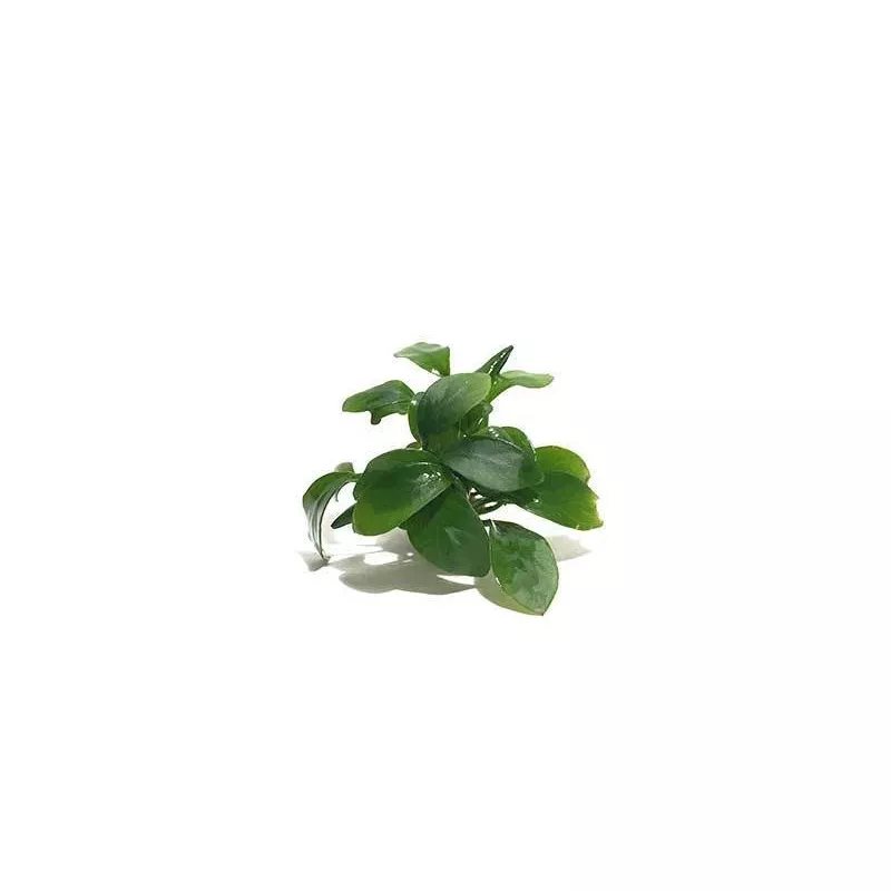 Anubias Spear Leaf