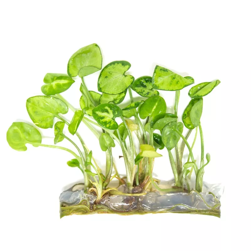Arrowhead Vine (Syngonium podophyllum) Tissue Culture