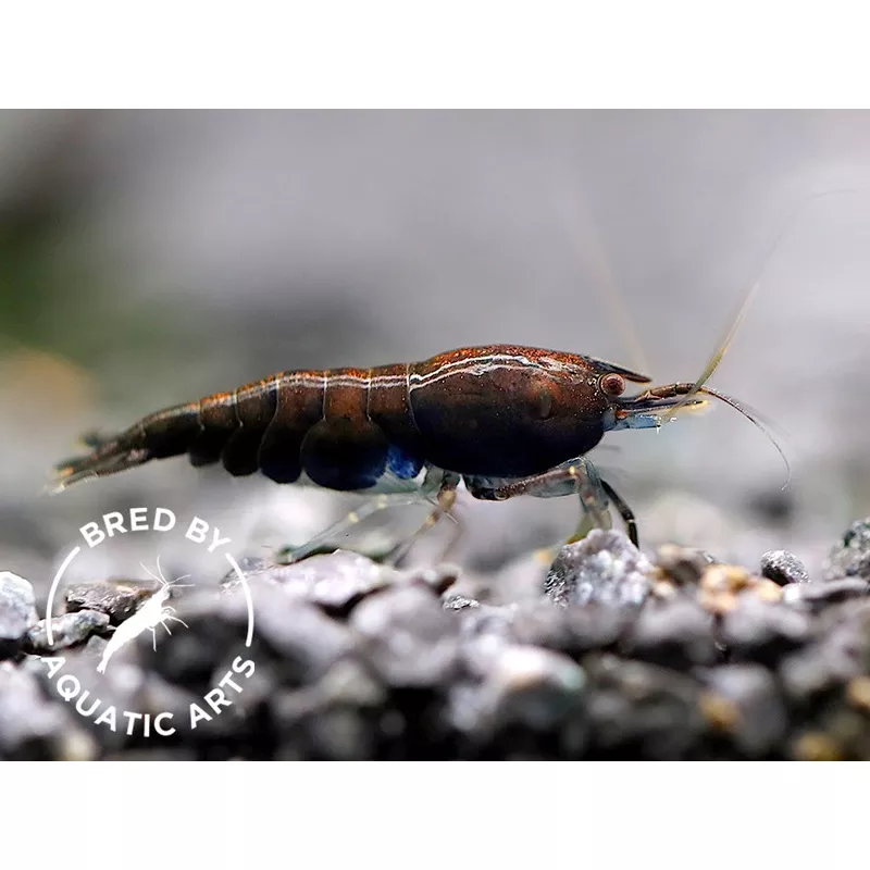 Assorted Chocolate Shrimp (Neocaridina davidi)BREDBY: Aquatic Arts
