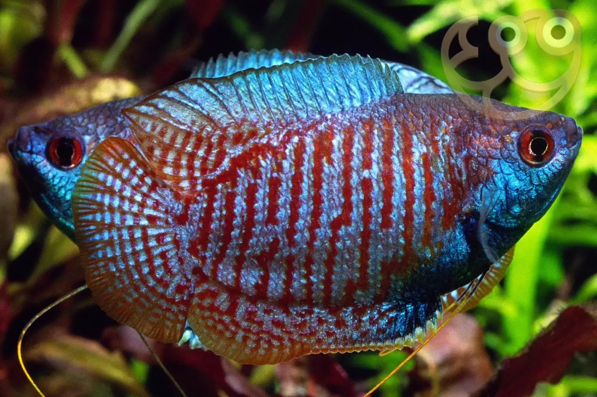 Assorted Fancy Dwarf Gourami