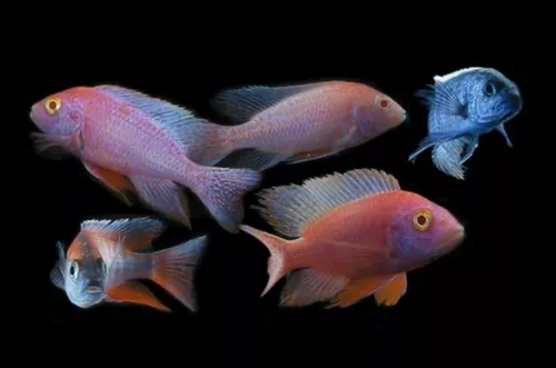 * Assorted Peacock Cichlid *PLEASE CONTACT FOR AVAILABILITY BEFORE ORDERING *LOCAL ONLY, NO OUT OF STATE SHIPPING