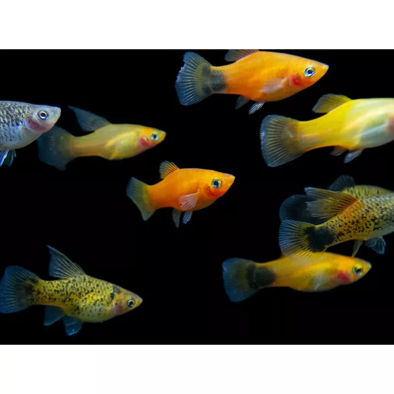 Assorted Platy (Xiphophorus maculatus), Tank-Bred
