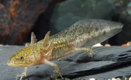 * Axolotl *PLEASE CONTACT FOR AVAILABILITY BEFORE ORDERING *LOCAL ONLY, NO OUT OF STATE SHIPPING