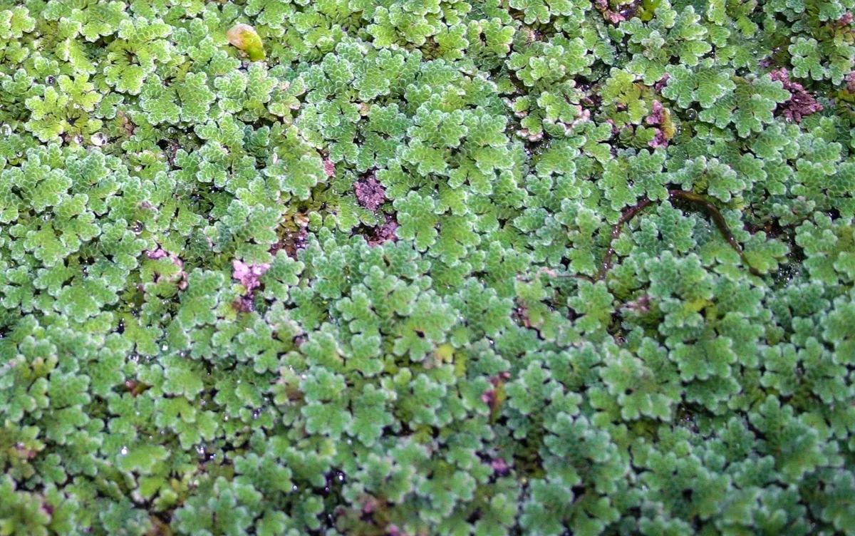 Azolla Caroliniana (Mosquito Fern) — Portion