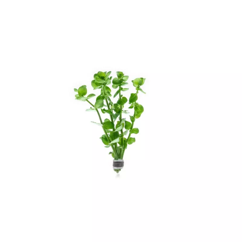 Bacopa Amplexicaulis